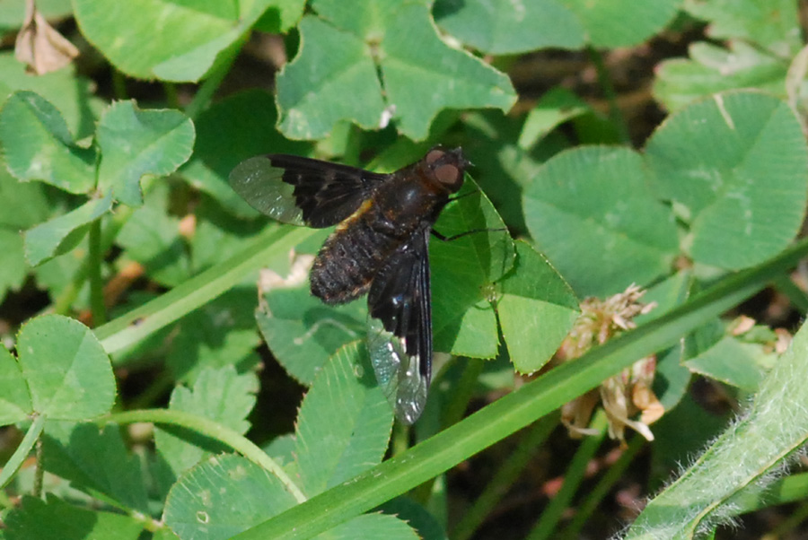 Hemipenthes morio (Bombyliidae).